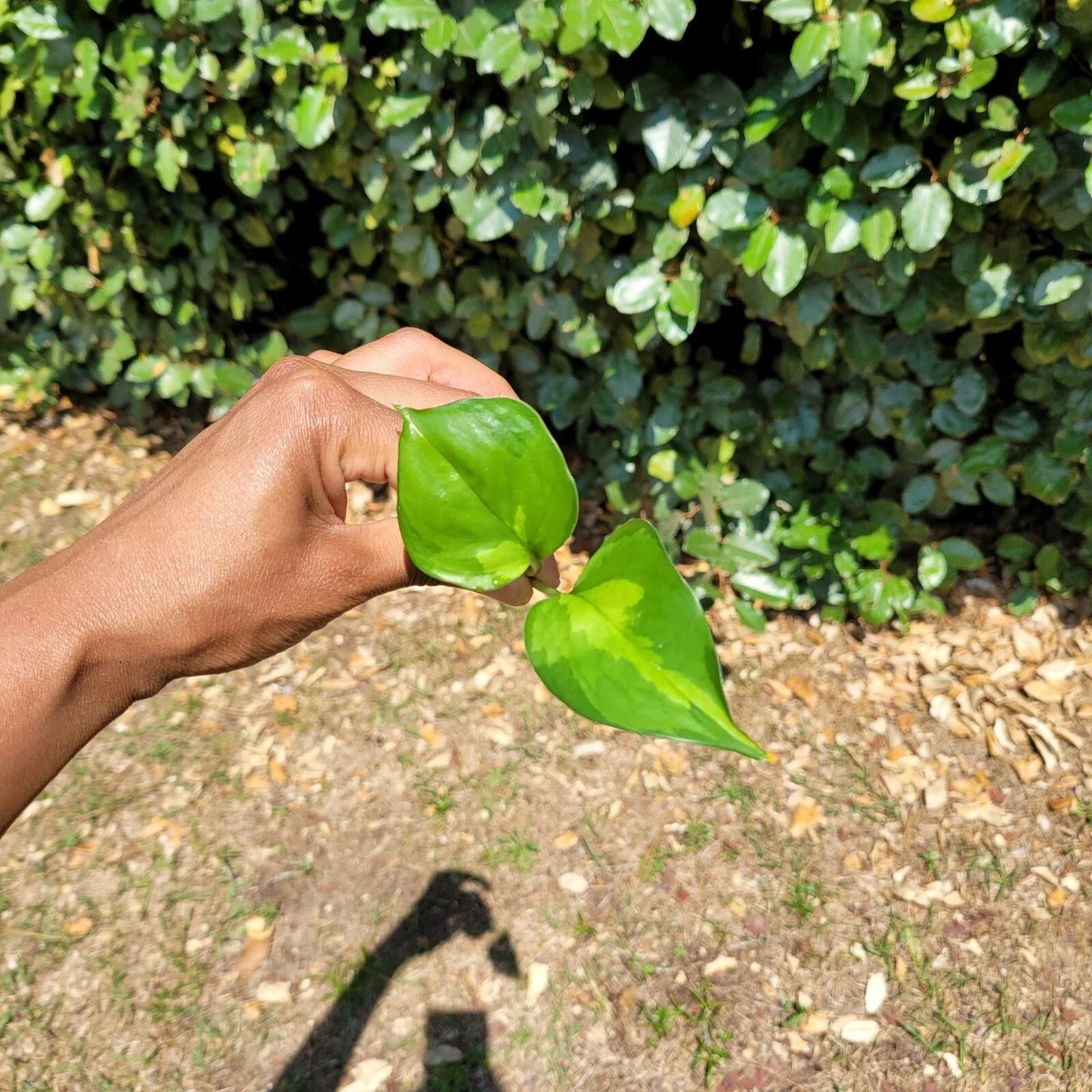 Global Green Pothos Rooted Cutting – Live Houseplant Cutting | Epipremnum Aureum Global Green | Easy Indoor Plant