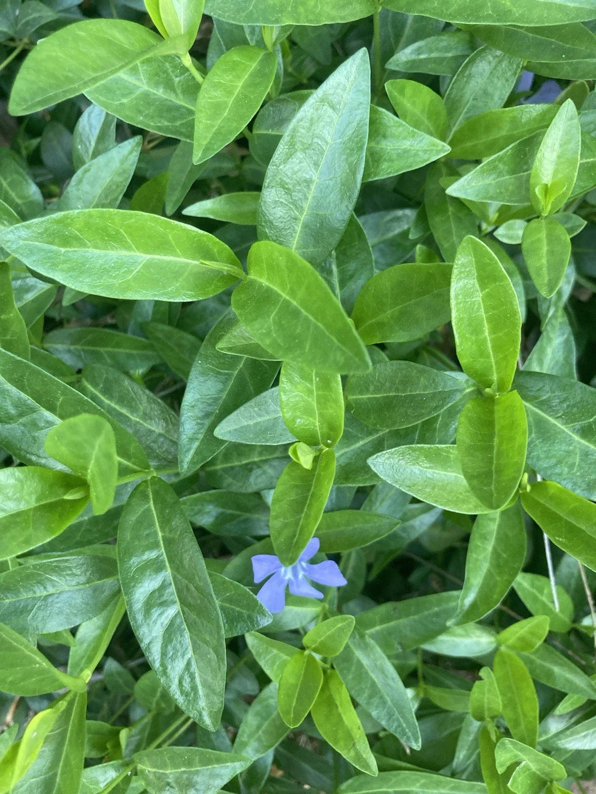 25 Rooted Vinca Minor Plants | Ground Cover | Periwinkle | Vinca minor