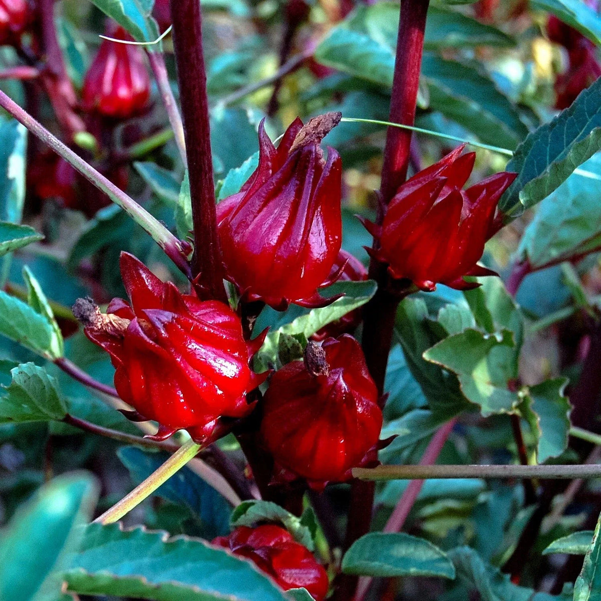 Roselle Seeds - Jamaican Sorrel, Florida Cranberry, Rare Luoshen Flower - Hibiscus sabdariffa