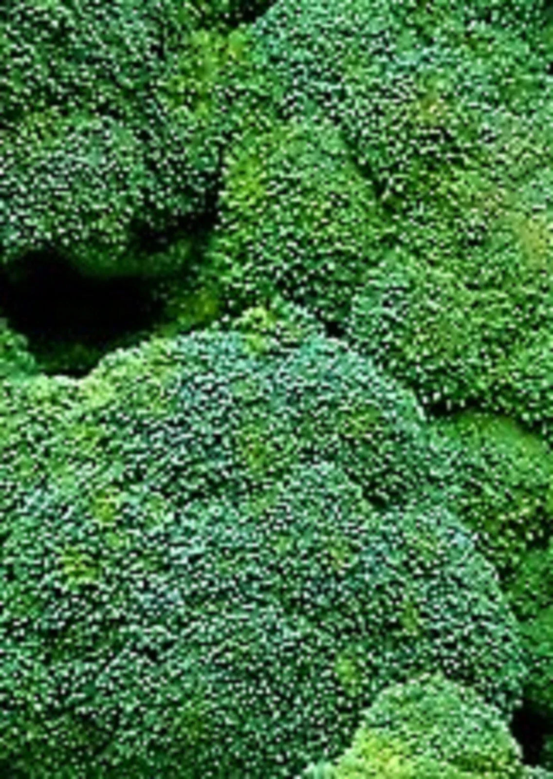 Waltham 29 Broccoli Seeds 500+ Non-GMO - Brassica oleracea, Heirloom Vegetable Seeds for Home Gardening