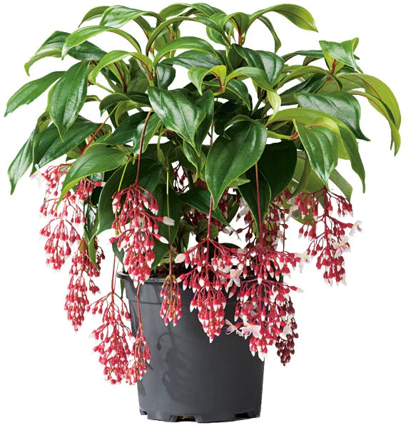 Medinilla Plant Starter - Florinilla "MAGIC" - Live Well Rooted - Very Rare Medinilla magnifica