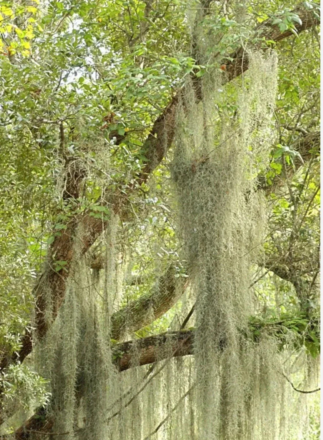 LIVE SPANISH MOSS Airplant - 5 Gallon - Freshly Picked Orlando - Tillandsia Usneoides