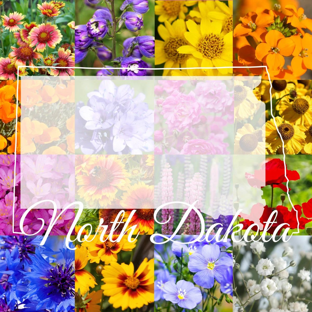 North Dakota Wildflower Seed Mix 1/2 Pound Bulk, Covers 1,600 sq ft, Native Wildflowers for Pollinators, Various Species