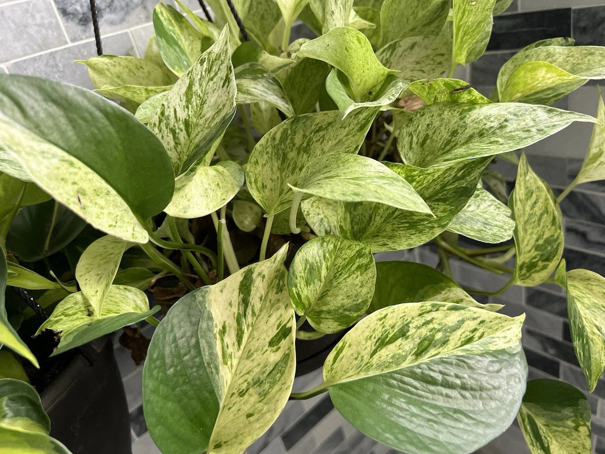Marble Queen Pothos Cuttings Bundle - 3 Variegated Tropical Trailing Plants - Epipremnum aureum