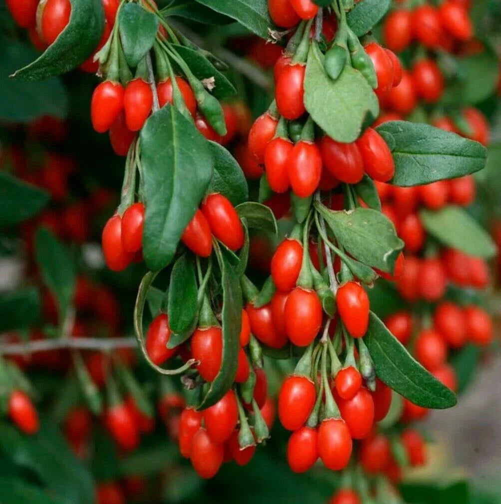 Live Fruiting Goji Berry Plant - 3+ Year Mature Wolfberry Bush - Well Rooted (Lycium barbarum)