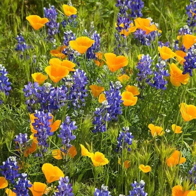 Deer Resistant Wildflower Seed Mix - 200 Seeds - Organic USA Wildflowers - Non-GMO