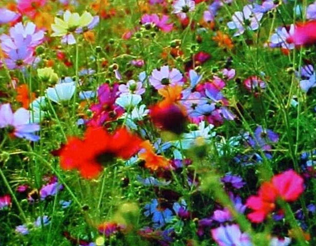 Fall Perennial Wildflower Seed Mix - 25 Variety, 2 Pound (32 Ounces) - Ideal for Pollinators and Garden Biodiversity