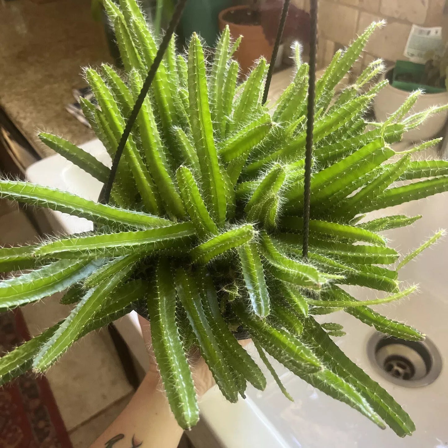 Dog Tail Cactus Live Cuttings - Aporocactus Flagelliformis - Easy Care Fresh Succulent Plant