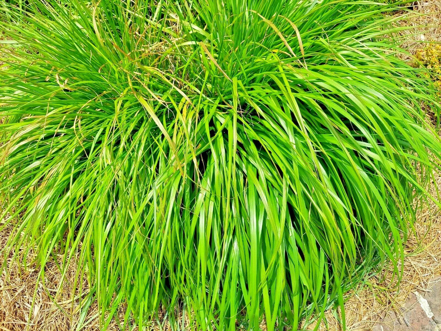 Lemongrass Seeds - 200+ Non-GMO Heirloom Mosquito Repellent Herb - Cymbopogon citratus - USA