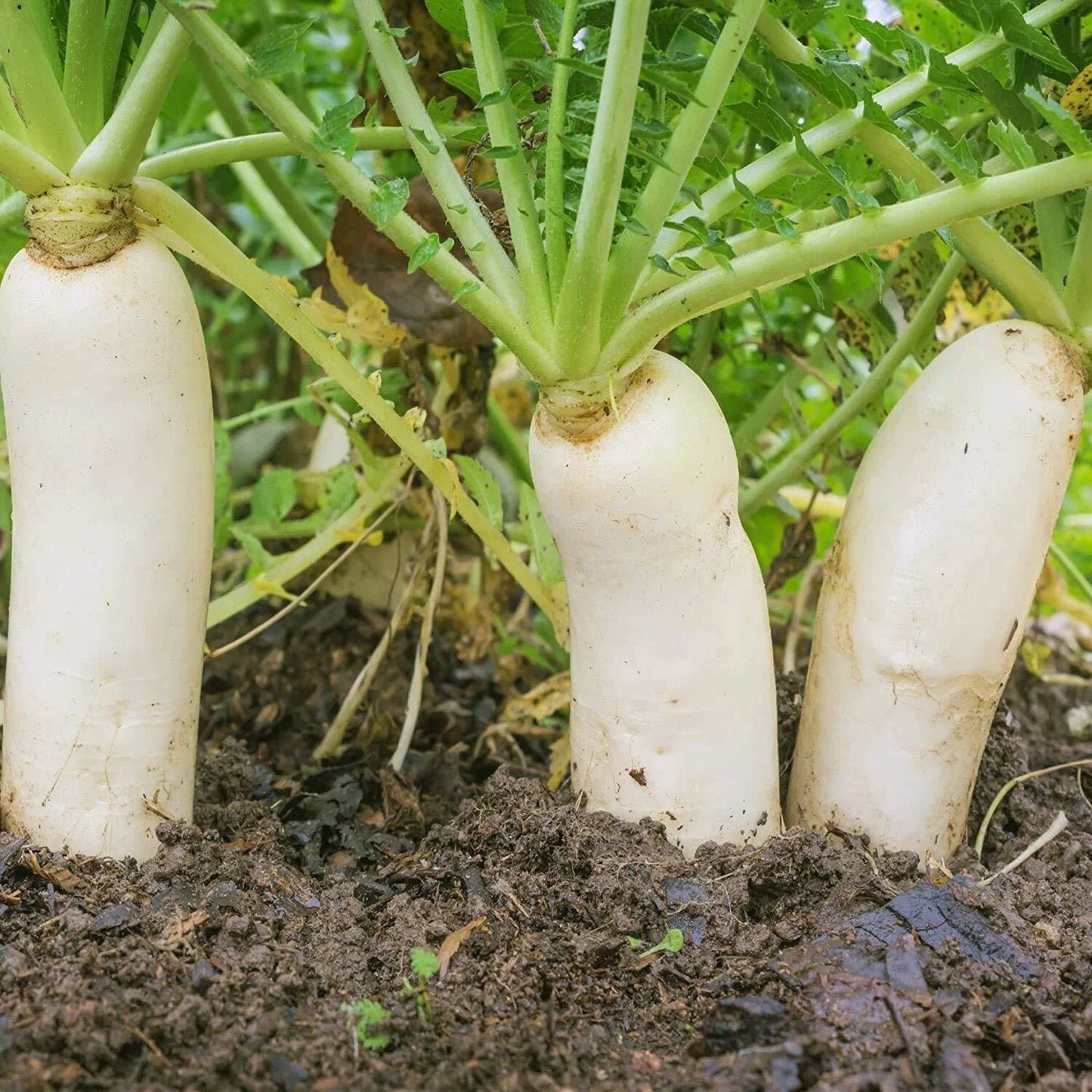 Earthquake Radish Seeds | 100+ Seeds | Soil-Breaking Variety | Raphanus sativus