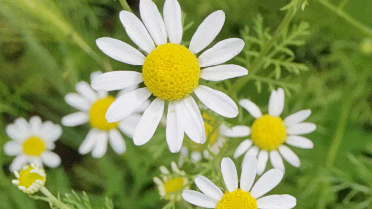 Roman Chamomile Seeds - NON-GMO Ground Cover for Teas & Medicine - Multiple Sizes Available - Chamaemelum nobile
