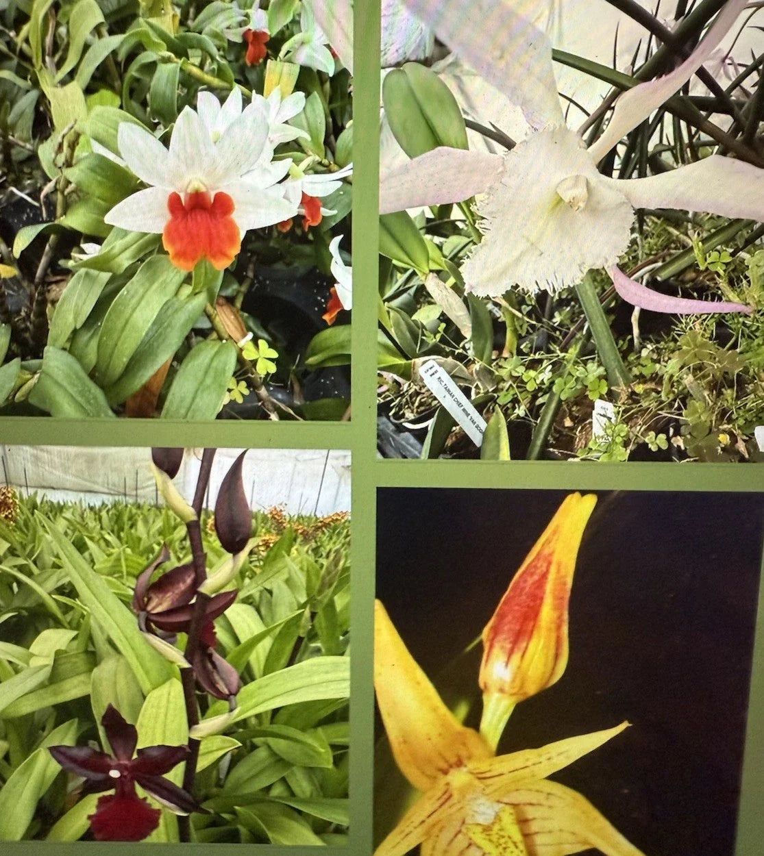 Orchid Plant Seedling 3 Bare Root New Varieties Bulb Stem (Not Perfect)