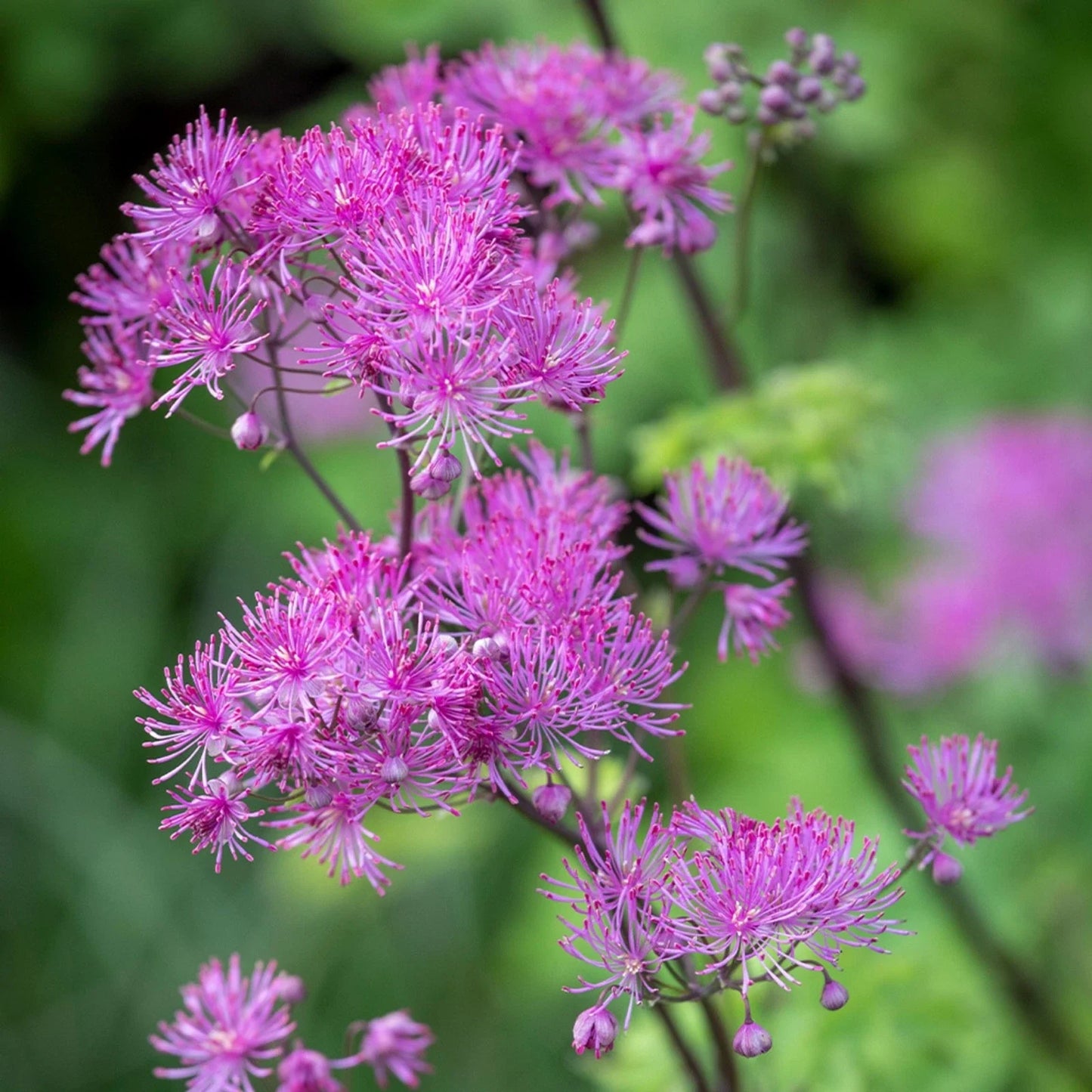 Thalictrum ‘Black Stockings’ Meadow Rue – Tall Purple-Flowered Shade Perennial Live Starter Plant | Dramatic Dark Stems