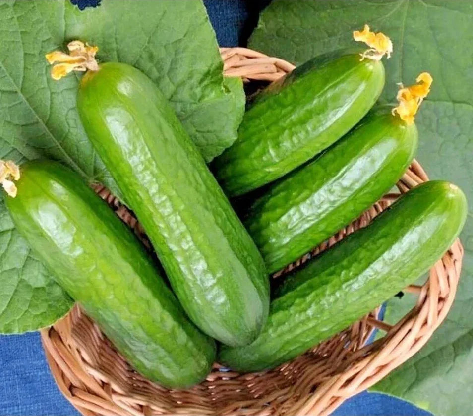 Muncher Cucumber Seeds - 100+ Organic Heirloom Non-GMO Fresh Seeds - Cucumis sativus