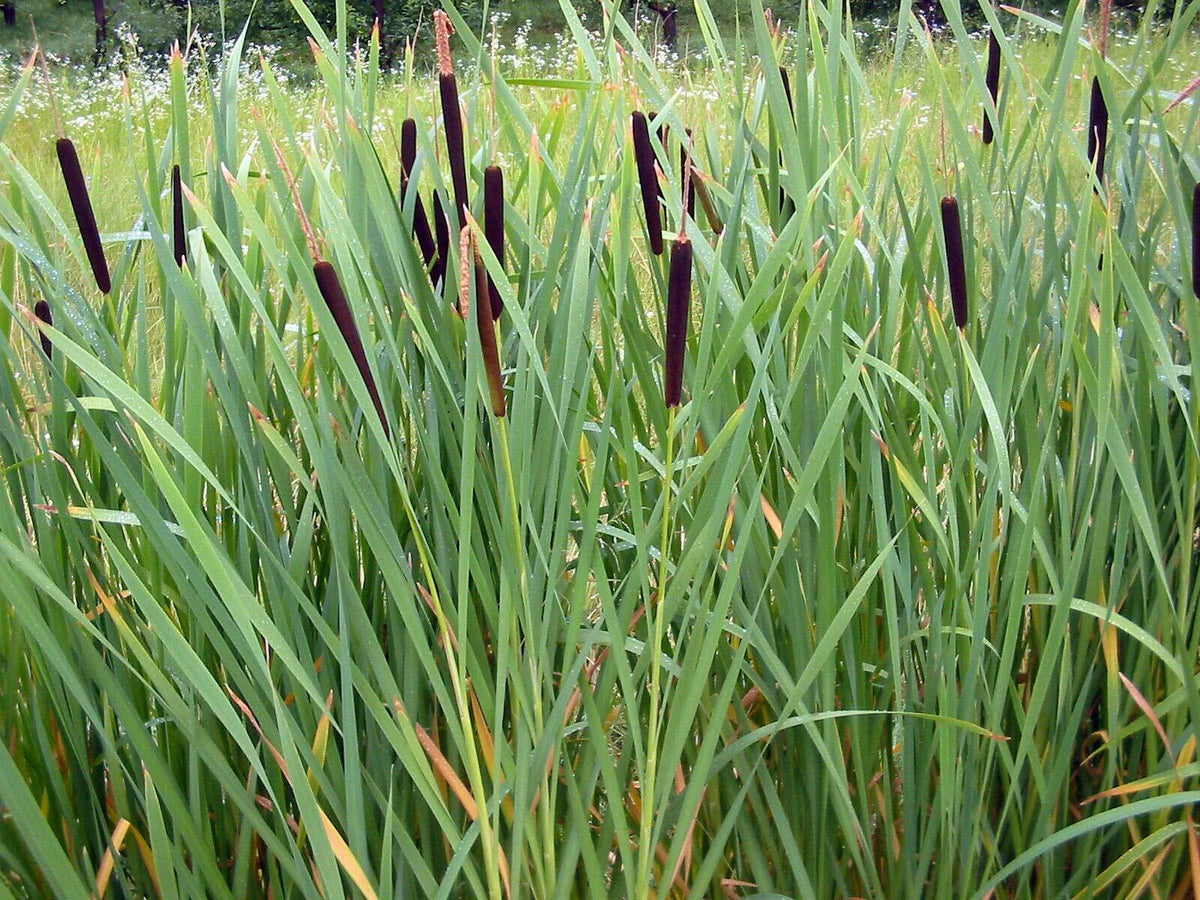 Cattail Seeds - 2000 Count - Fresh Harvest - Typha latifolia - Wildflower Garden Planting