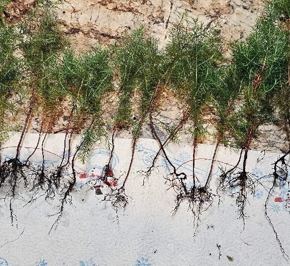 Eastern Red Cedar Juniper Seedlings 4-8" Live Trees (25) Vibrant Red Foliage Juniperus Virginiana