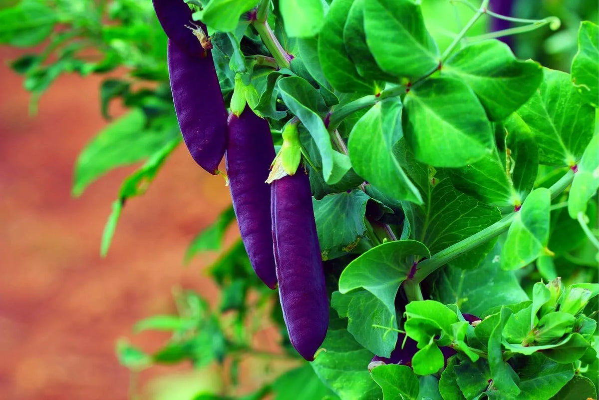 Purple Pod Pea Seeds - 10 Heirloom Non-GMO Seeds for Planting - Easy to Grow - Pisum sativum