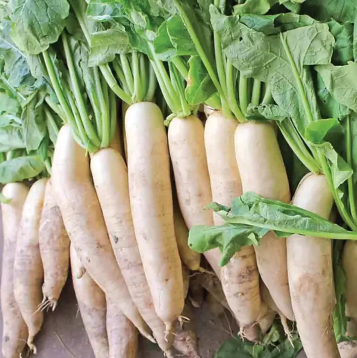 White Daikon Radish Seeds - 300+ Non-GMO Vegetable Seeds for Garden - Raphanus sativus