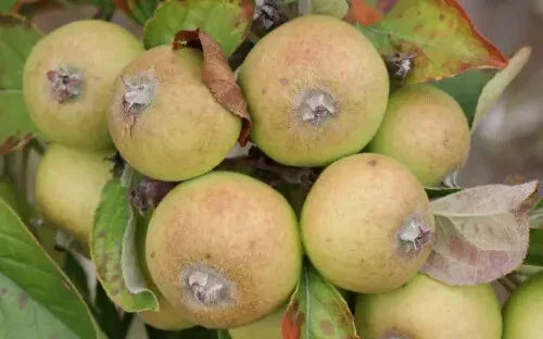 Medaille d'Or Apple Seeds - 25+ Count for Garden Planting - Malus domestica - USA