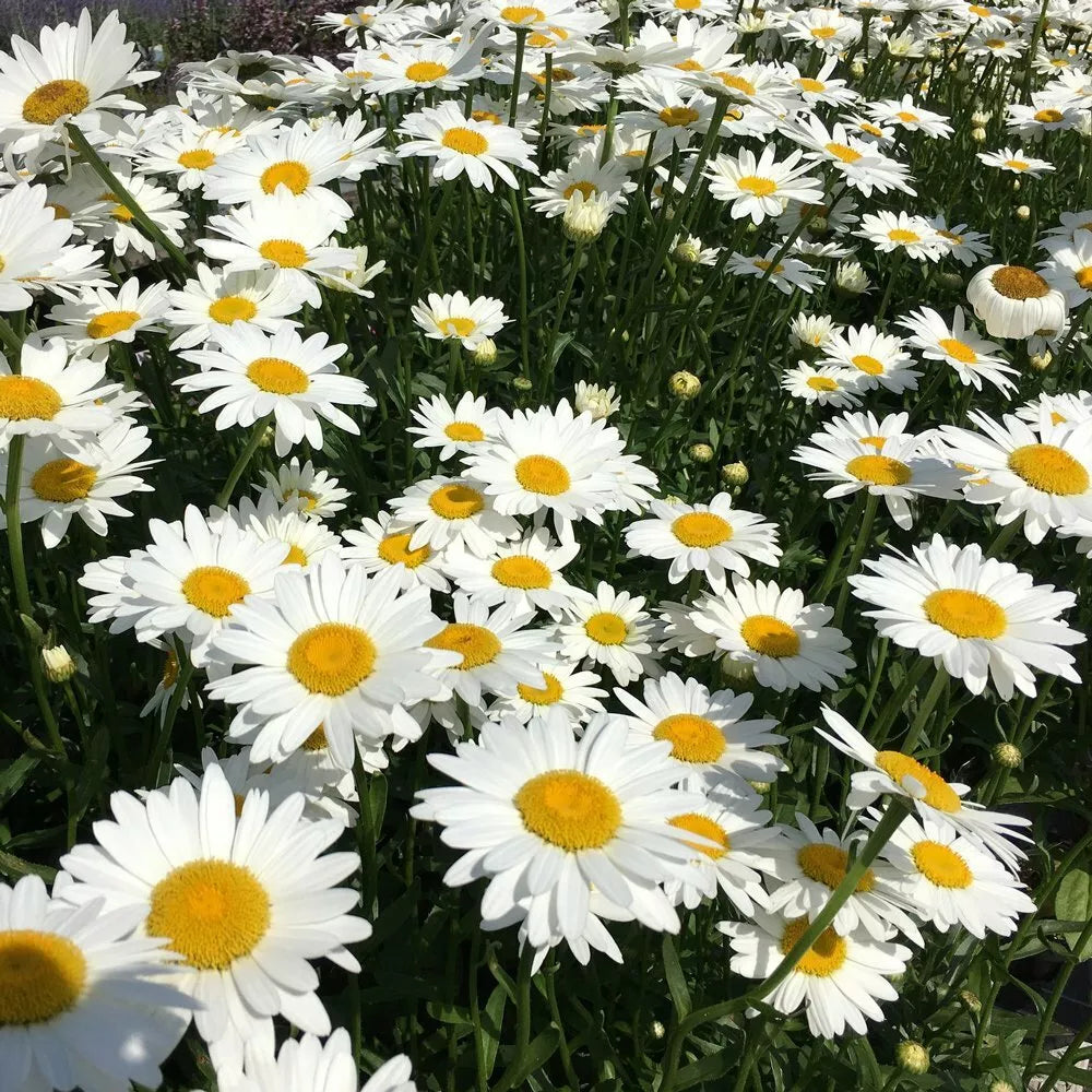 Shasta Daisy Seeds - 250+ Perennial White Flower Seeds - Leucanthemum × superbum - USA Seller, Free Shipping