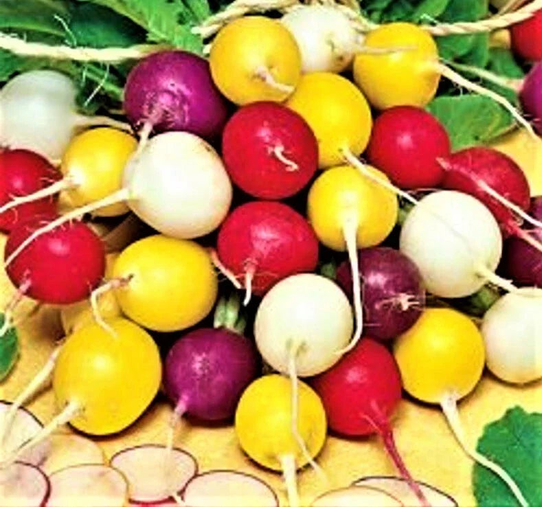 Radish Seeds - Crayon Colors Mix - NON-GMO - 100+ Seeds - Garden Vegetable Seeds for Home Planting