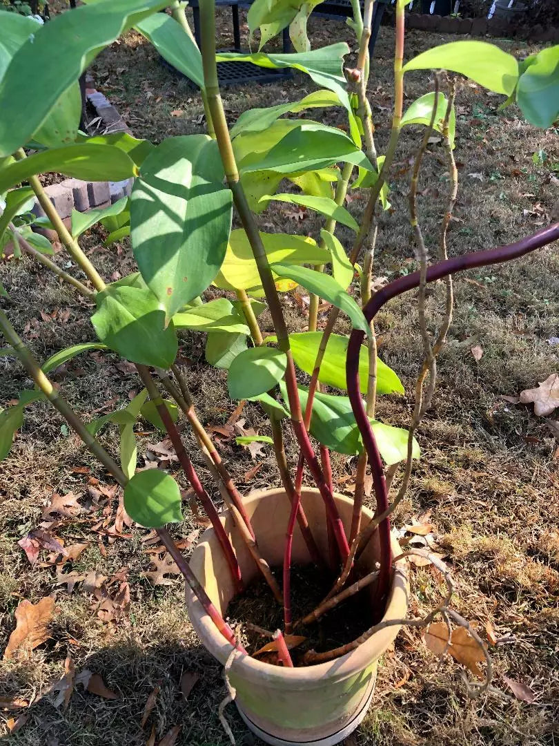 Costus Igneus Insulin Plant Cuttings - 3 Pieces, 6-8" Long, Fiery Spiral Varieties, Tropical Perennial