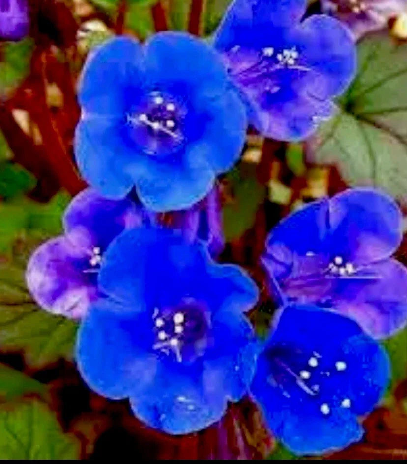 Desert Bluebells Seeds, 100 Count, Annual, Easy to Grow, Profuse Blooms, Drought Tolerant (Phacelia campanularia)