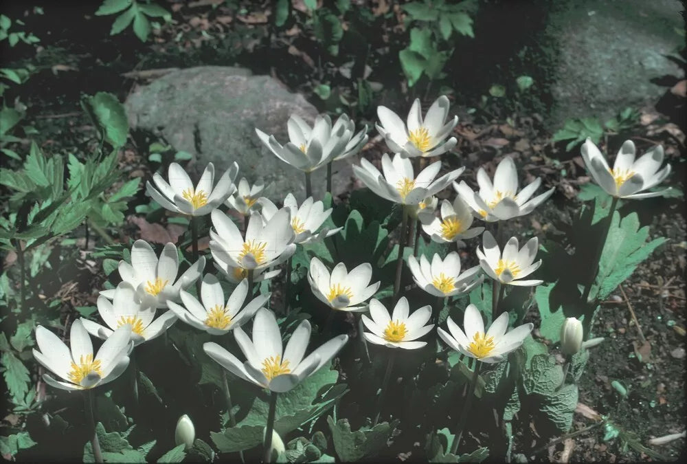 Wild Bloodroot Plants 20-Pack Fresh Red Root Sanguinaria canadensis Appalachian Mountains 2025
