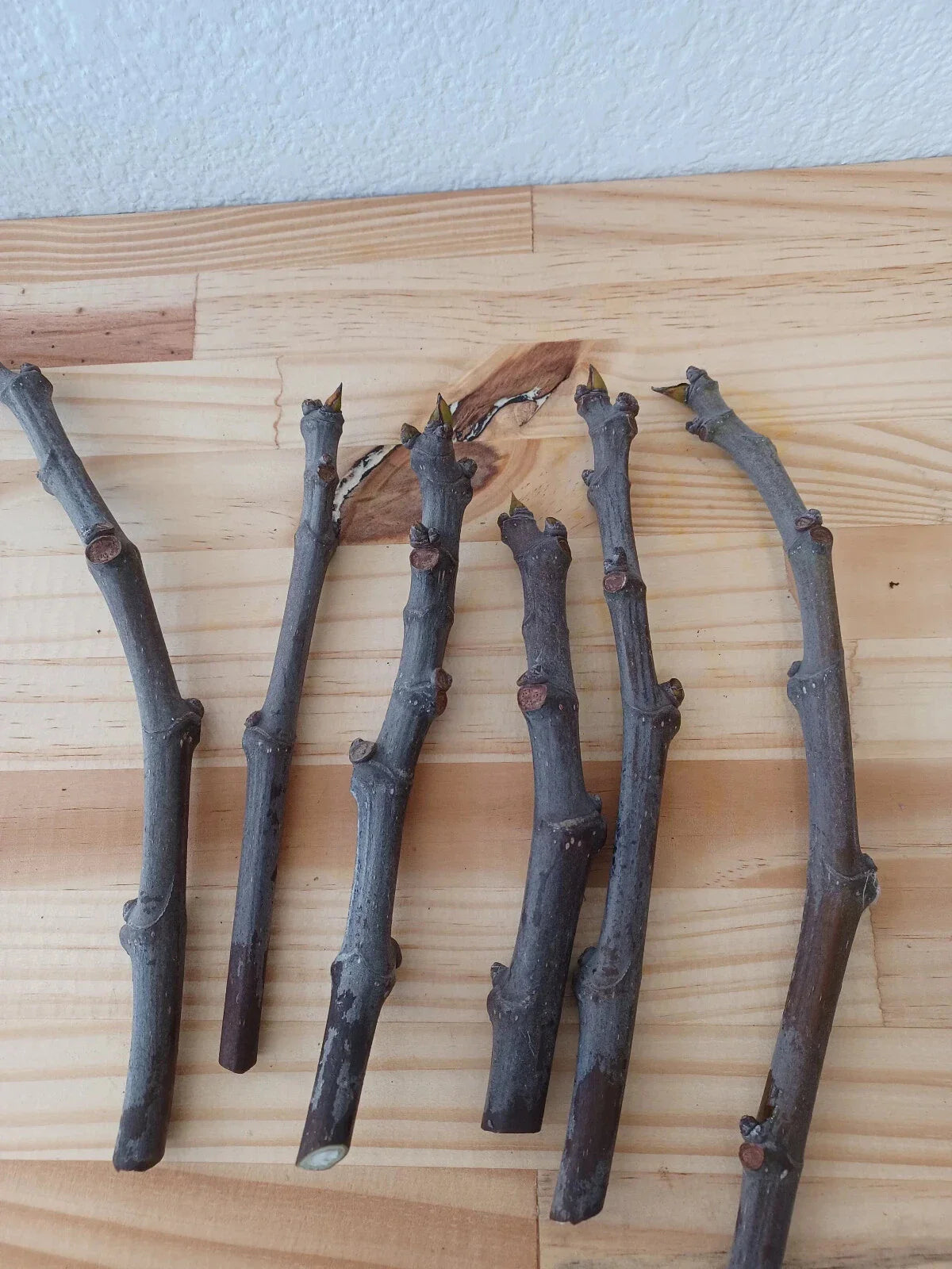 Fig Cuttings - 6 Total Conadria Variety - Ficus carica - Ideal for Home Gardening and Propagation