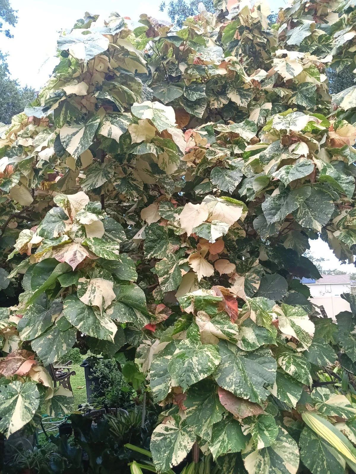 Variegated Mahoe Hibiscus Tree Plant Rooted Cutting - Hibiscus tiliaceus