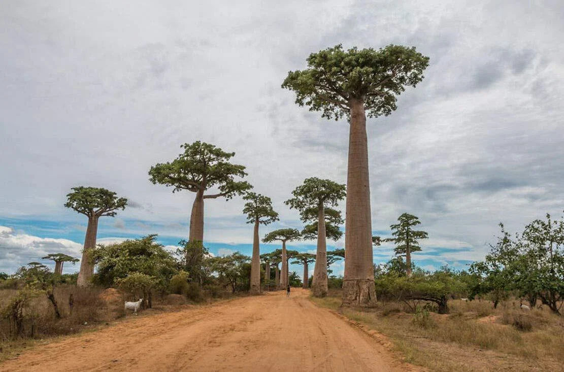 Baobab Tree Seeds - Capricata Variety - Rare Tropical Adansonia Digitata - Grow Your Own