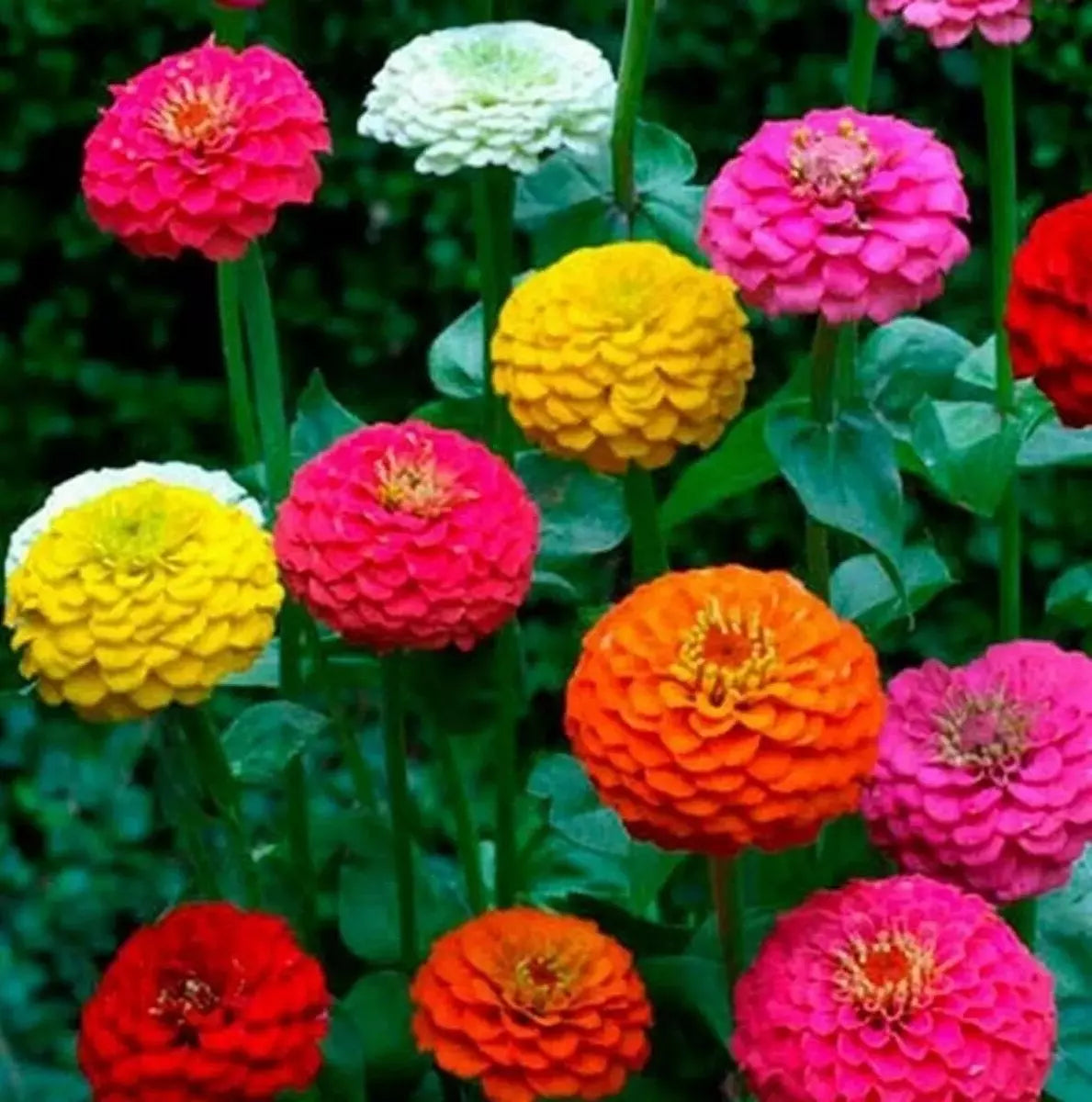 Zinnia Seeds - 200+ Count - Cut and Come Again - Attracts Butterflies and Hummingbirds - Zinnia elegans