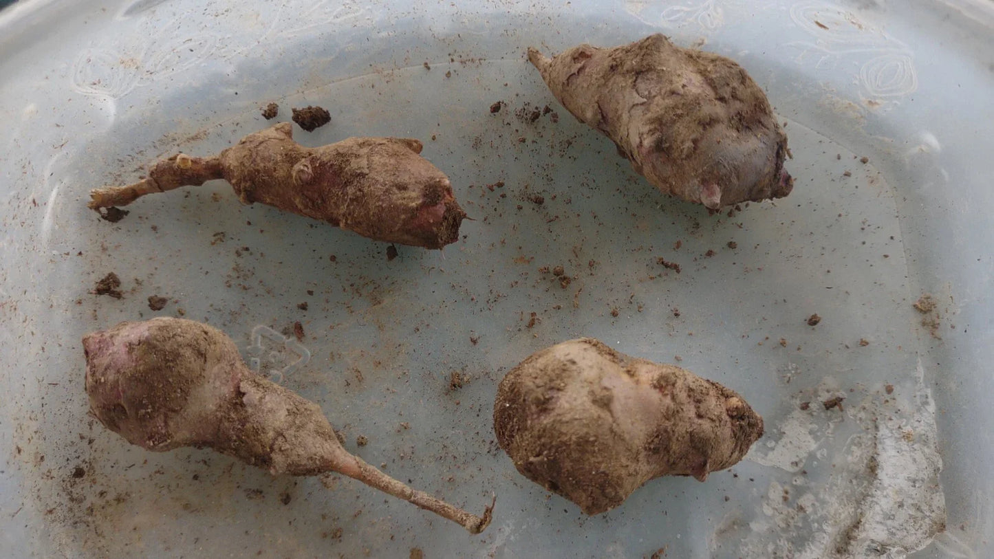 Jerusalem Artichoke Tubers 4 Large Red Organic Helianthus tuberosus Planting Ready
