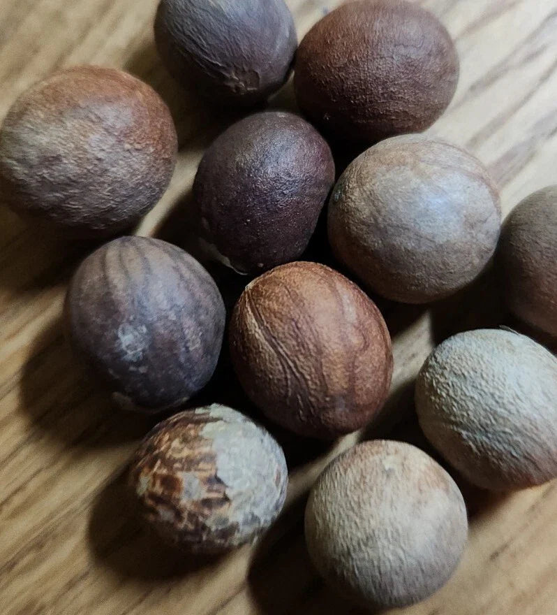 Mazari Palm Seeds, 8 Count, Nannorrhops Ritchiana, Cold/Heat Tolerant, Drought Resistant, Ideal for Landscaping