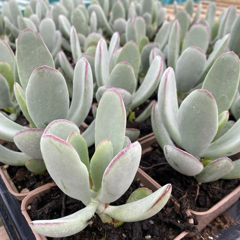 Cotyledon 'Silver Peak' Succulent Bare Root 4" - Rare Live Plant, Unique Colorful Foliage, Drought-Tolerant Succulent
