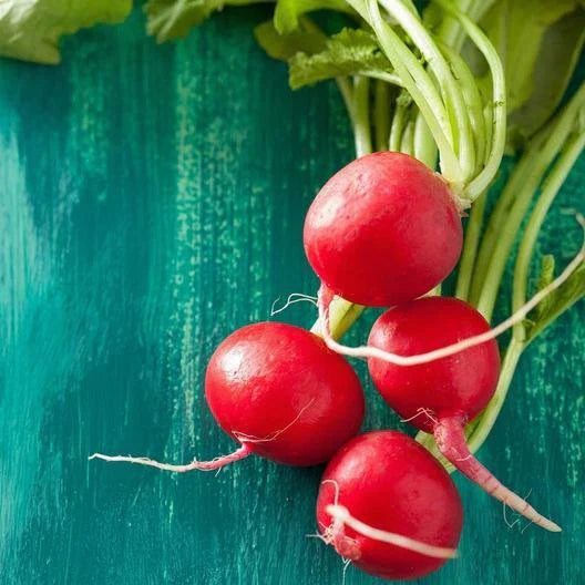 Champion Radish Seeds - 600 Non-GMO Heirloom Seeds - Fast Growing Vegetable - Raphanus sativus