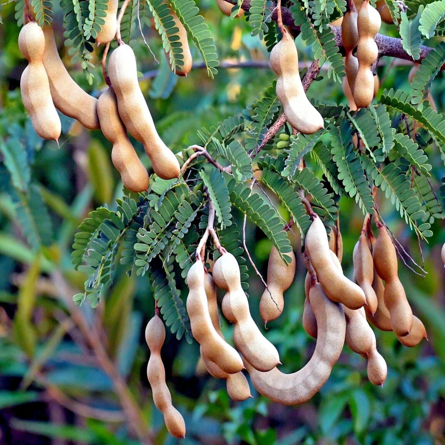 Tamarind Tree Seeds - 5 Pack - Tamarindus indica - Tropical Fruit Bonsai Plant