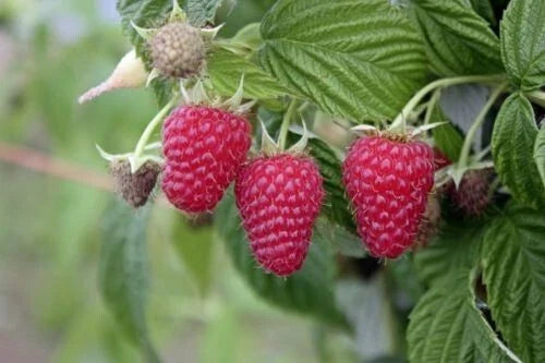 Tulameen Raspberry Plant - Xtra Large Berries - Live Starter - Zones 5-9 - Rubus idaeus - Mid/Late Season - Pesticide-Free
