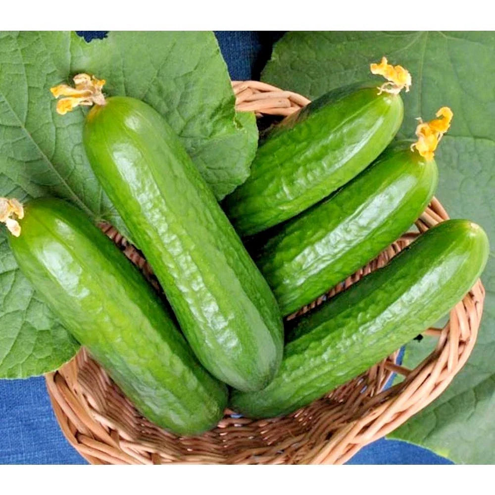 Wisconsin SMR 58 Cucumber Seeds - 31+ Non-Hybrid Summer Vegetable for Garden & Container - Cucumis sativus