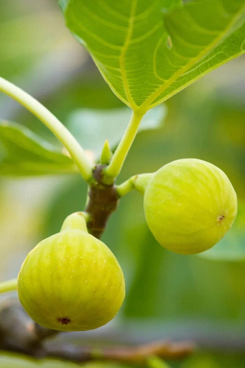 Desert King Fig Cuttings - 2 Stem Cuttings with Willow Water for Rooting - Ficus carica