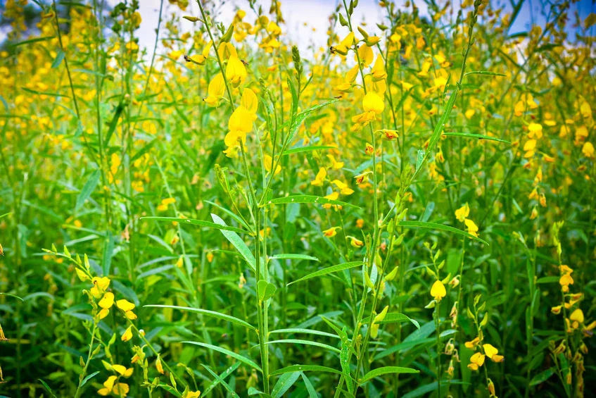 Wildflower Seeds - 20 Smooth Rattlebox Seeds - Crotalaria pallida - Native Wildflower Seed Mix for Garden