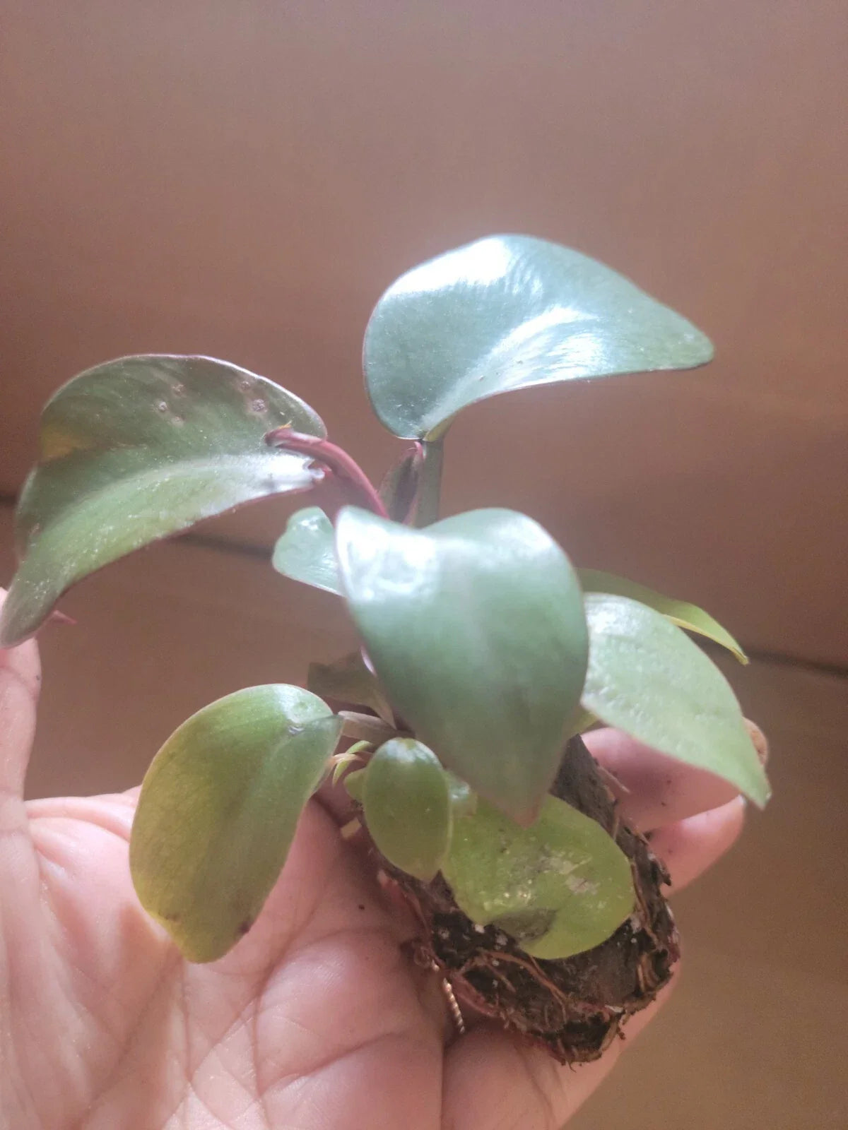 Live Potted Philodendron "Black Cardinal" 2" Well Rooted Indoor Plant (Philodendron 'Black Cardinal')