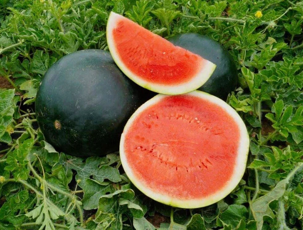 Sweet Black Diamond Watermelon Seeds - 20 Premium Seeds - Heirloom Variety - Citrullus lanatus