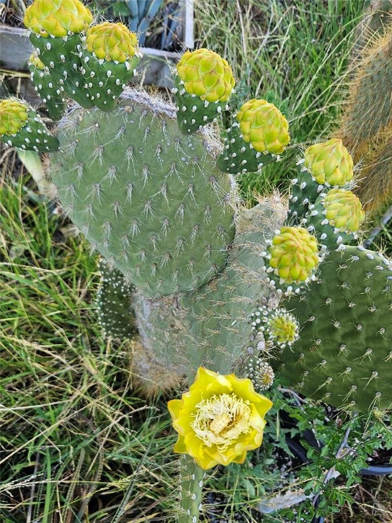 Opuntia Megasperma Var. Orientalis Selection | Galapagos Cactus with Colored Flowers | Unique Succulent Plant