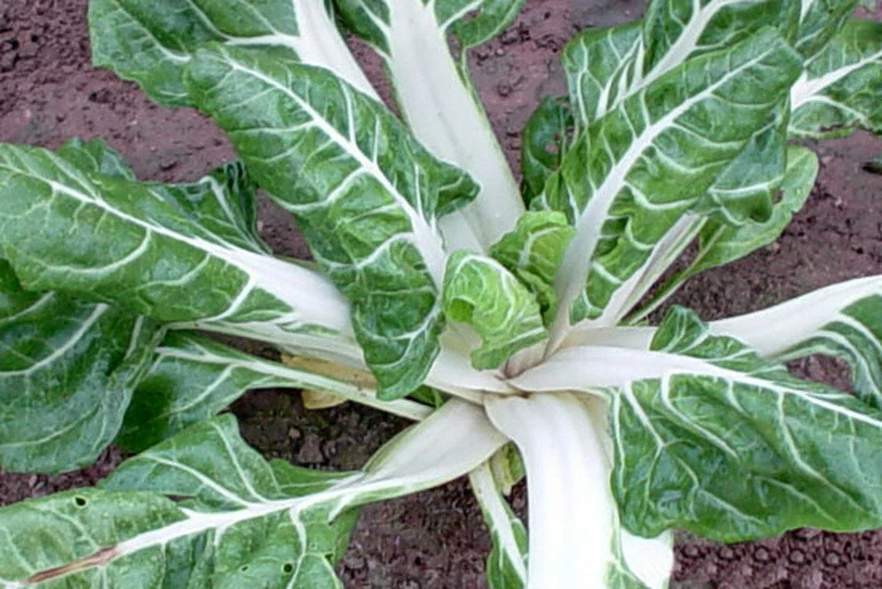 Swiss Chard Seeds 100 Ct Large White Ribbed Heirloom NON-GMO USA