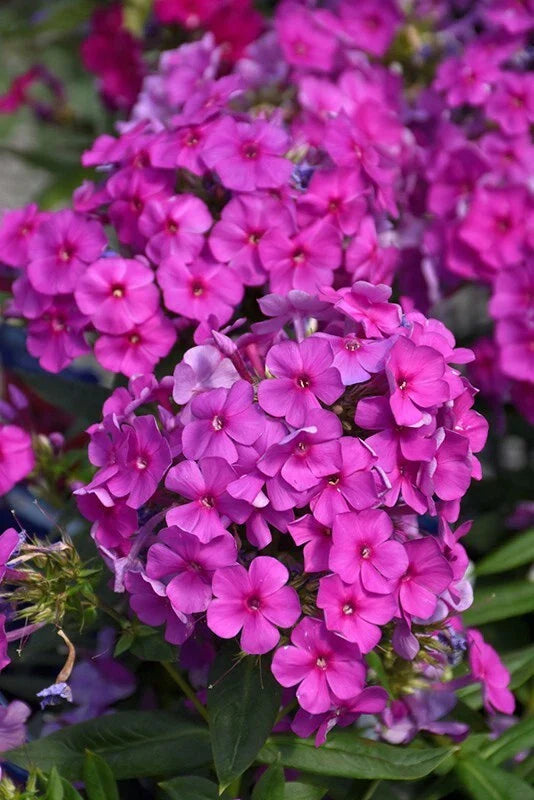 Purple Flame Phlox Seeds - 100+ Count - Garden Planting - Phlox paniculata - USA
