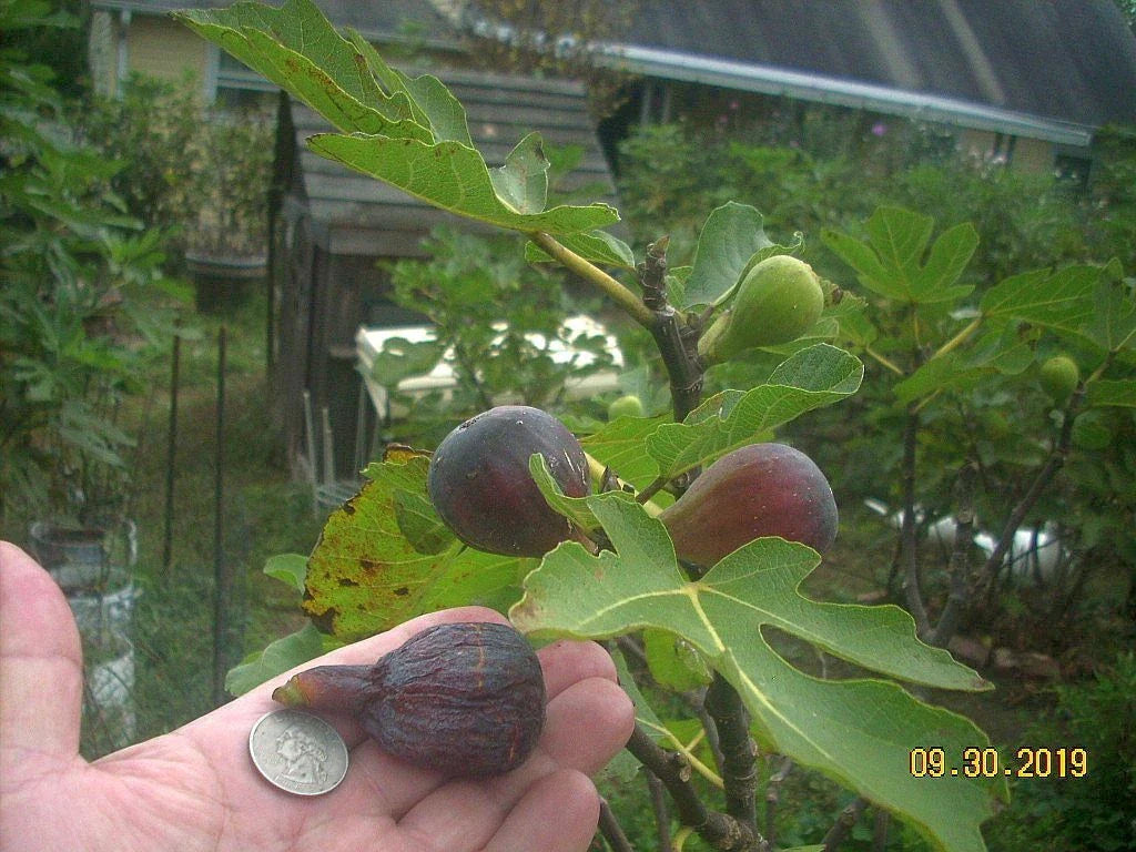 Fig Tree Cuttings - 6 Pcs Col de Dame Noire - Delicious Rain Resistant Variety - Ficus carica