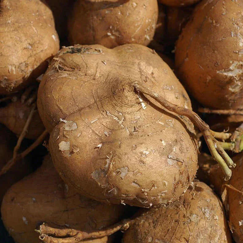 True Jicama Seeds - 20+ Count - Mexican Garden Vegetable - Pachyrhizus erosus - For 2025 Planting in USA