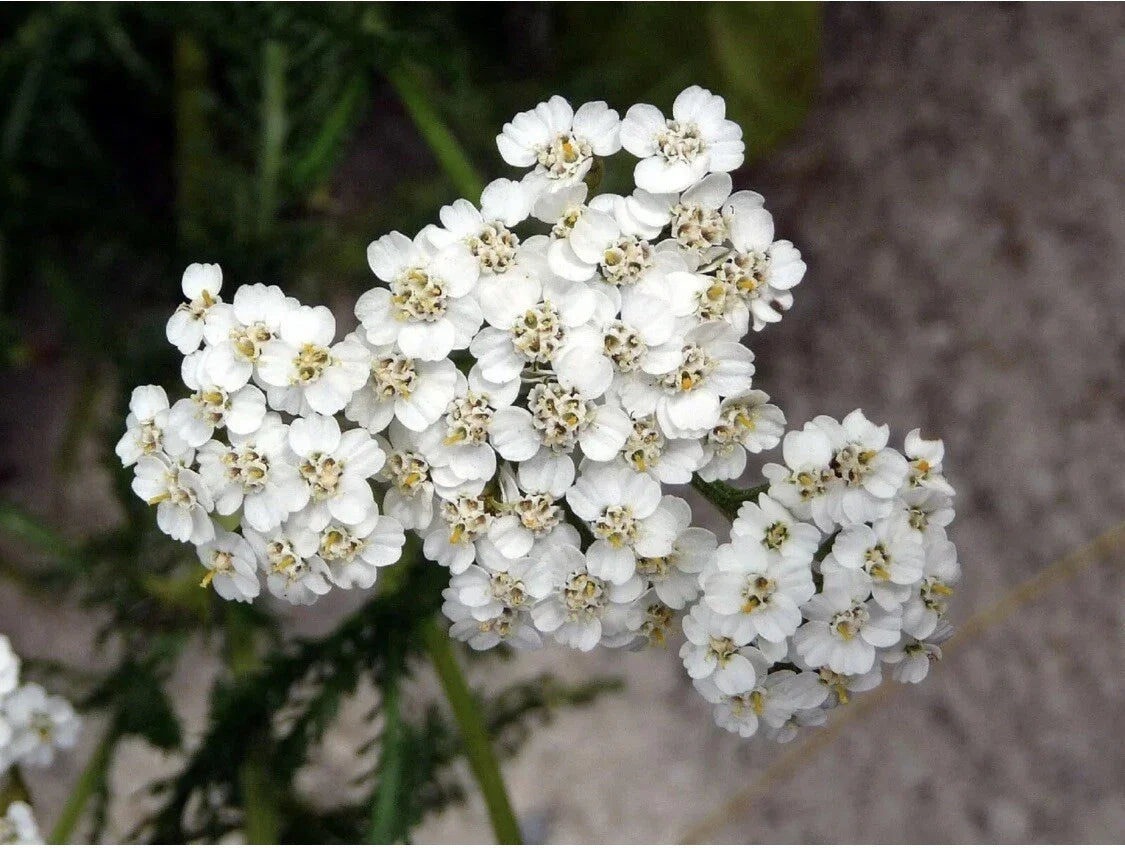 Yarrow Seeds - 100+ Perennial White Edible Wildflower Medicinal Herb (Achillea millefolium) Heirloom