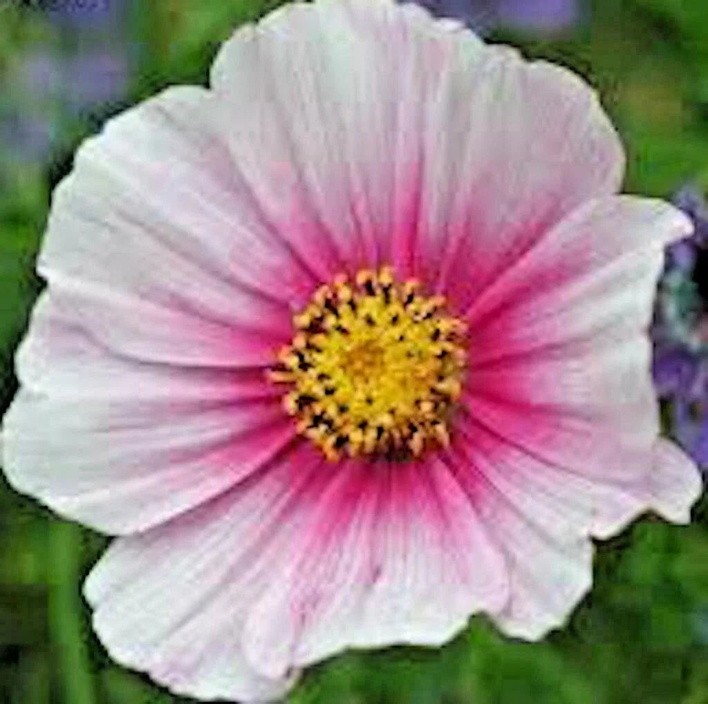 Cosmos Daydream Seeds - 300+ Pack - Wildflower for Heat, Drought, Poor Soils, Attracts Pollinators, Easy to Grow